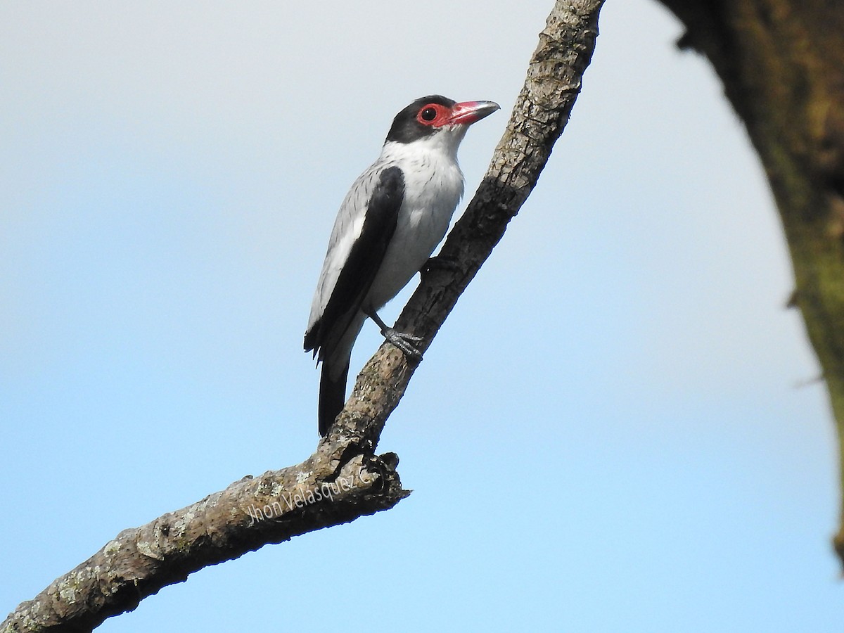 Black-tailed Tityra - Jhon Velasquez