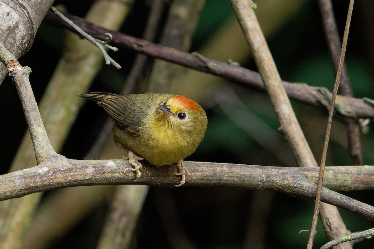 Rufous-capped Babbler - Vincent Wang