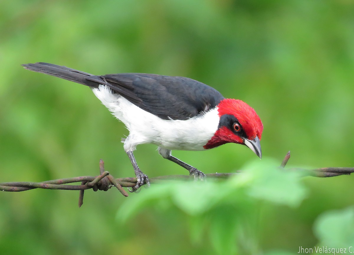 Masked Cardinal - ML191024421