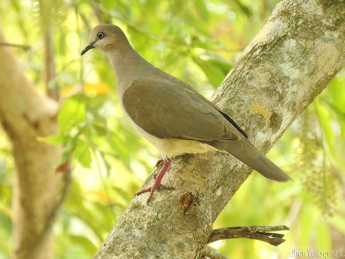 White-tipped Dove - ML191025021