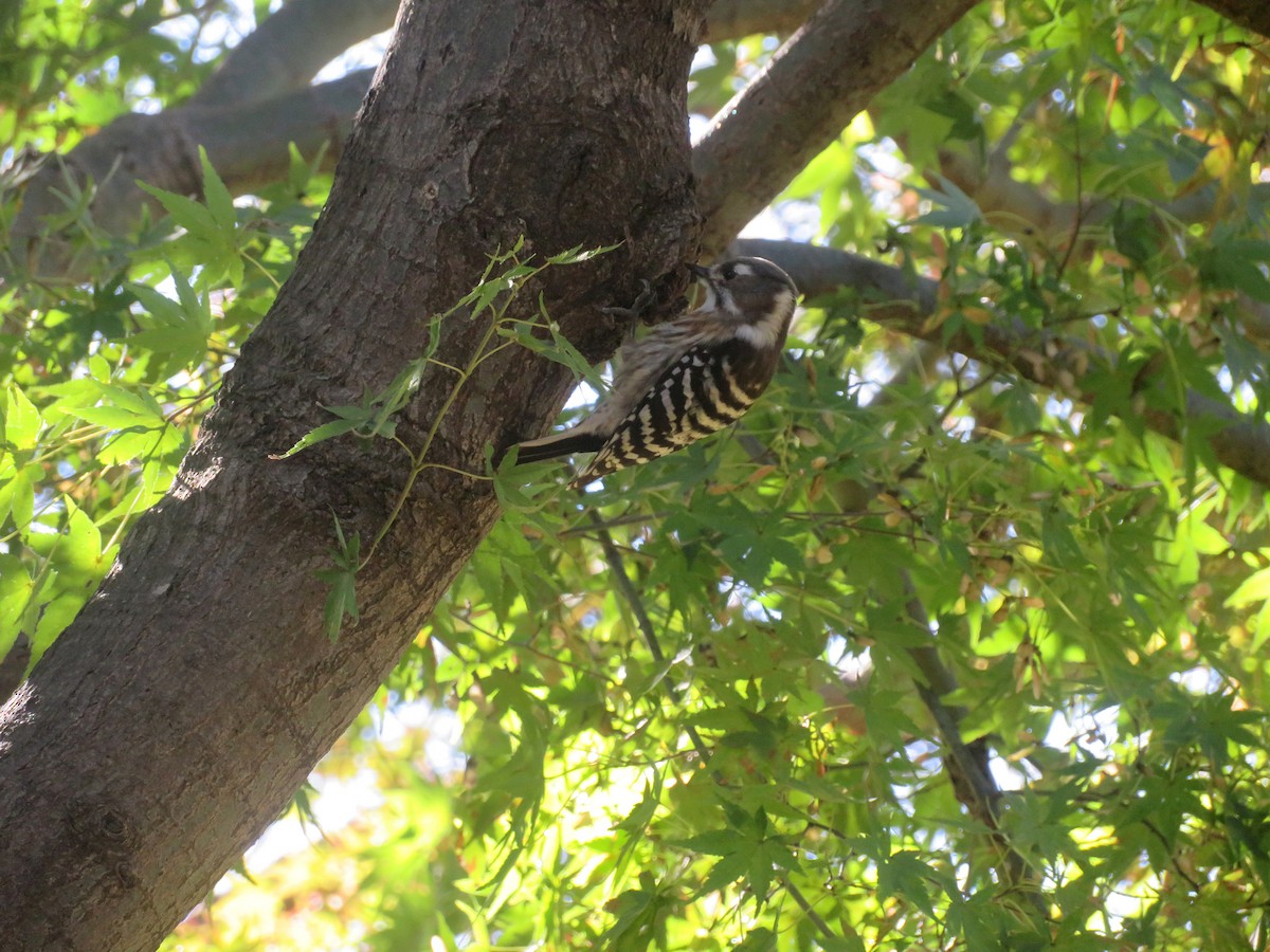 Japanese Pygmy Woodpecker - ML191027061