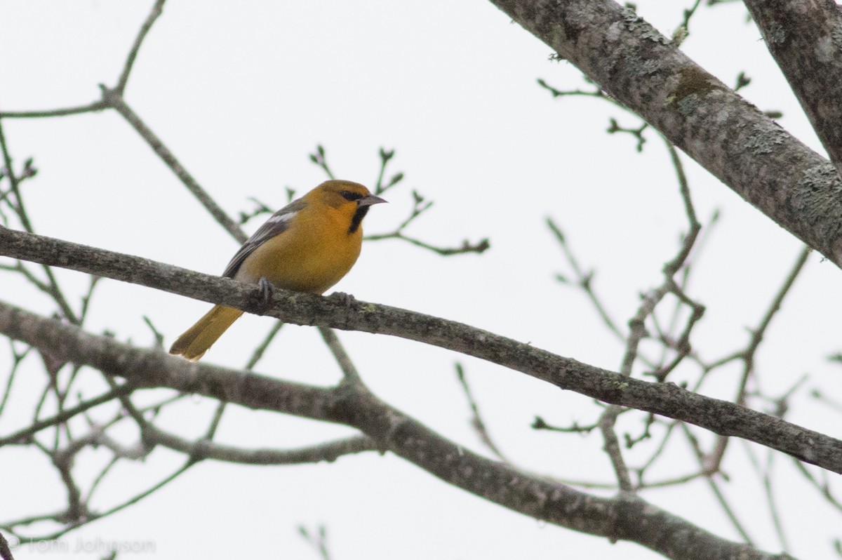 Bullock's Oriole - ML191028171