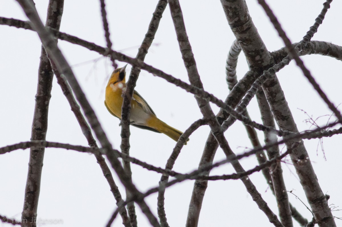 Bullock's Oriole - ML191028181