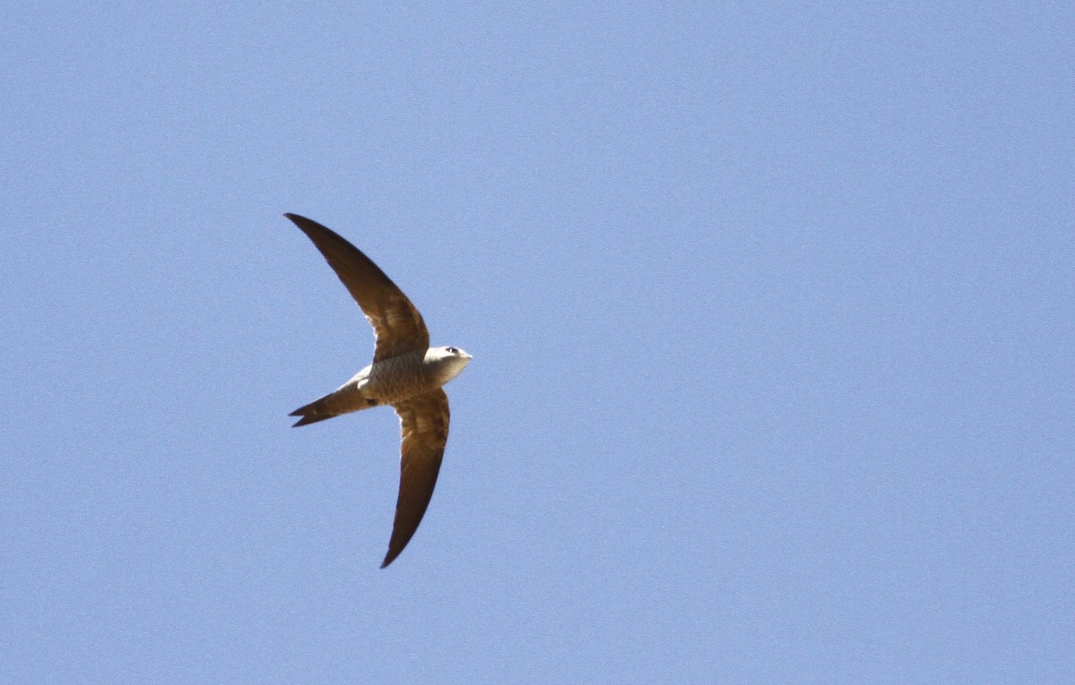 Bradfield's Swift - ML191028661