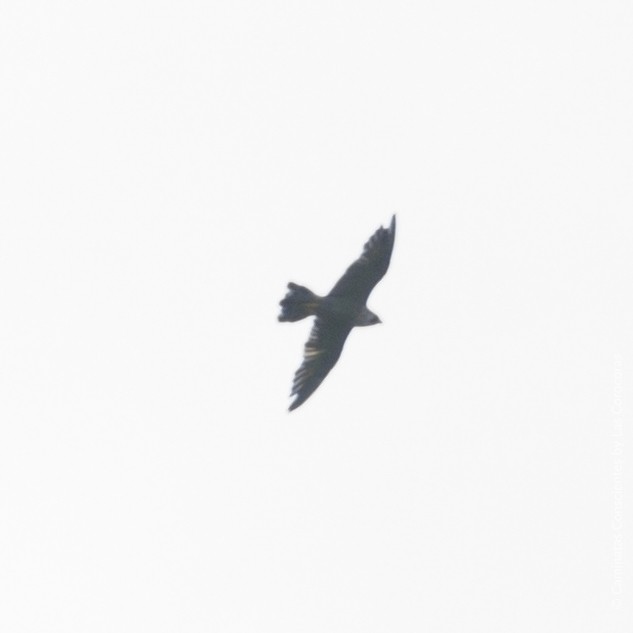 Peregrine Falcon - ML191028731