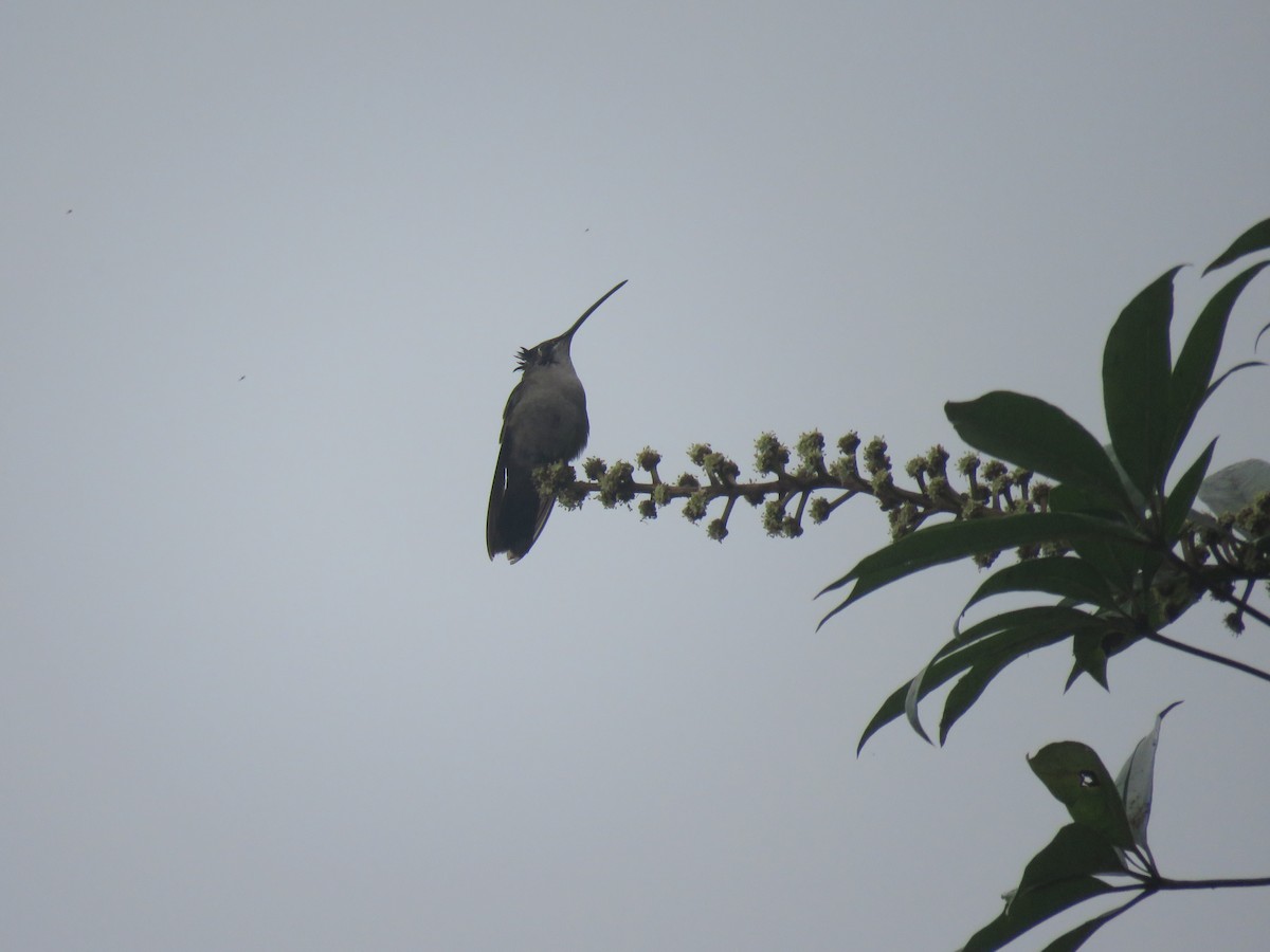 Rivoli's Hummingbird - Hermes Vega