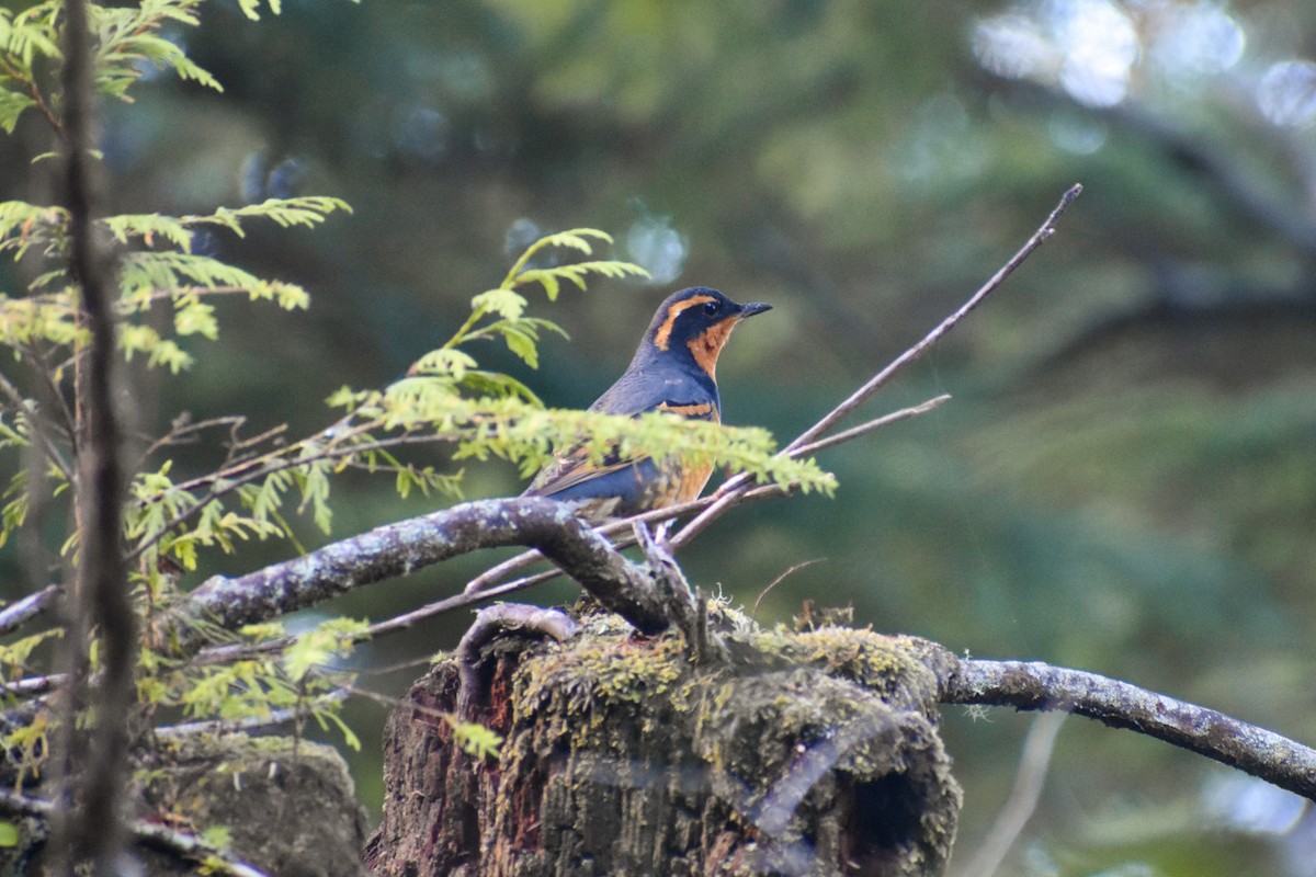 Varied Thrush - ML191031381