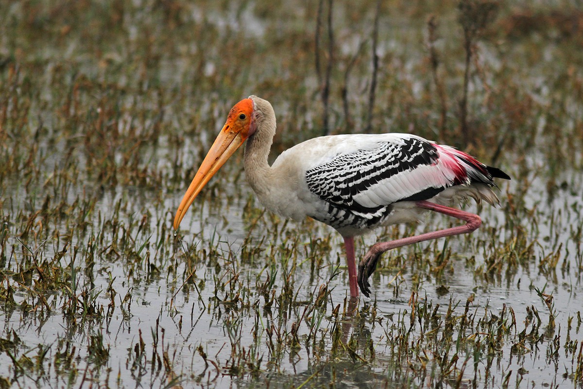 Painted Stork - ML191032211