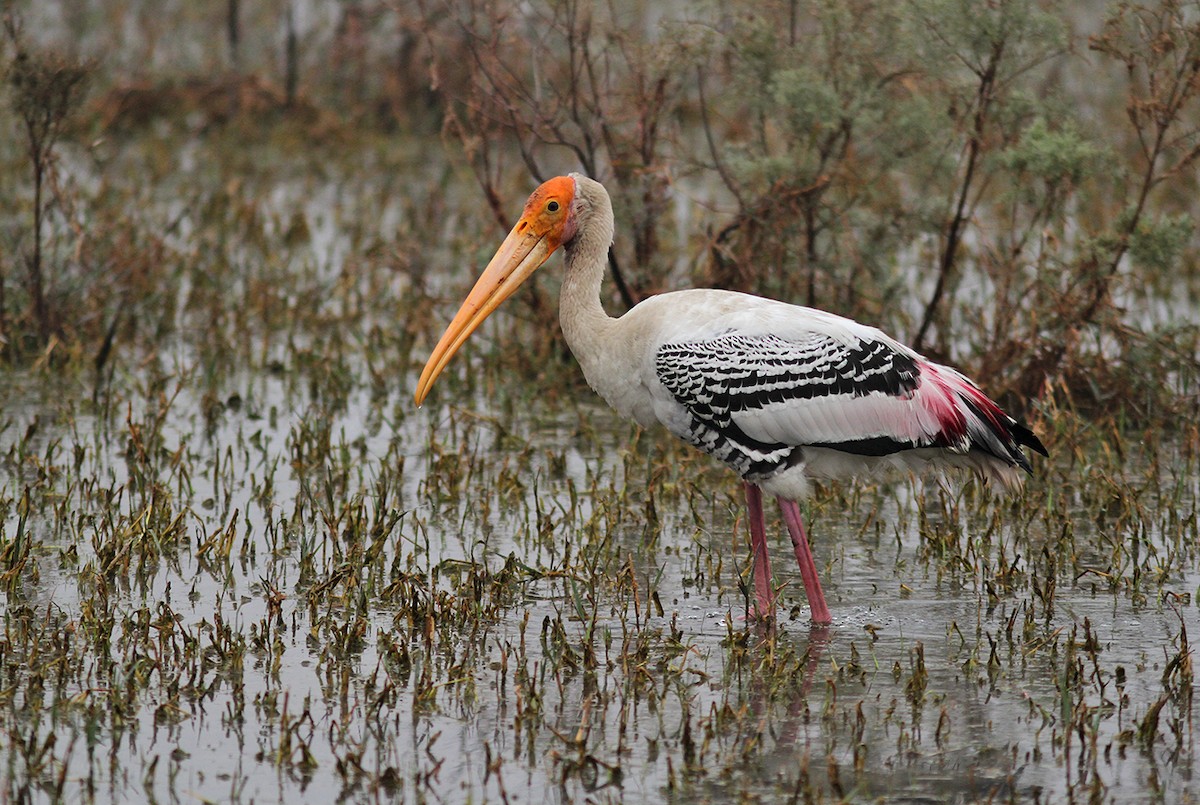 Painted Stork - ML191032221