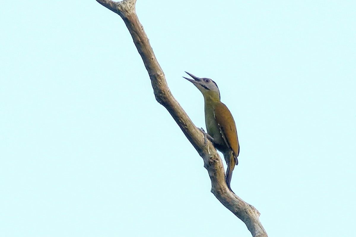 Gray-headed Woodpecker - Rahul  Singh