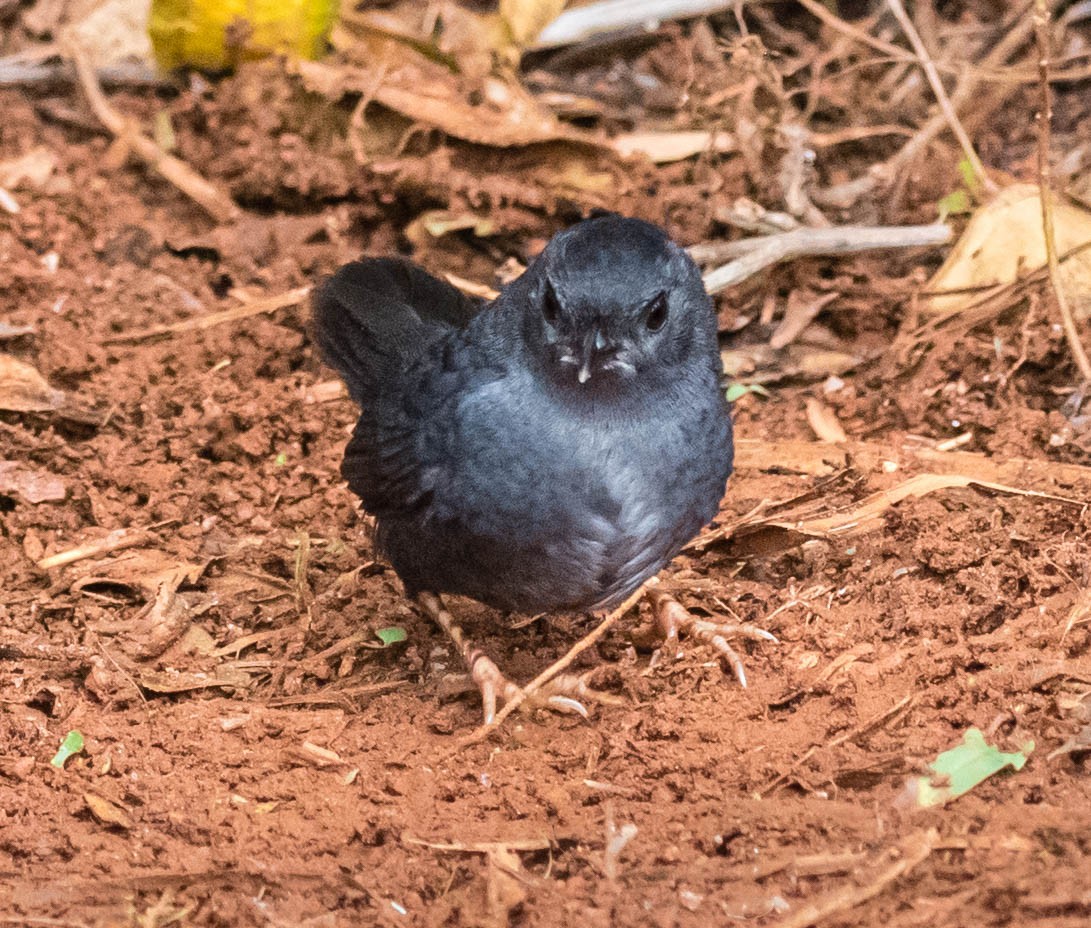 Marsh Tapaculo - ML191033291