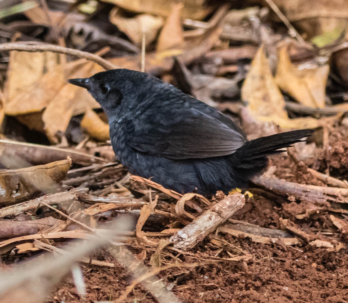 Marsh Tapaculo - Fernanda Fernandex