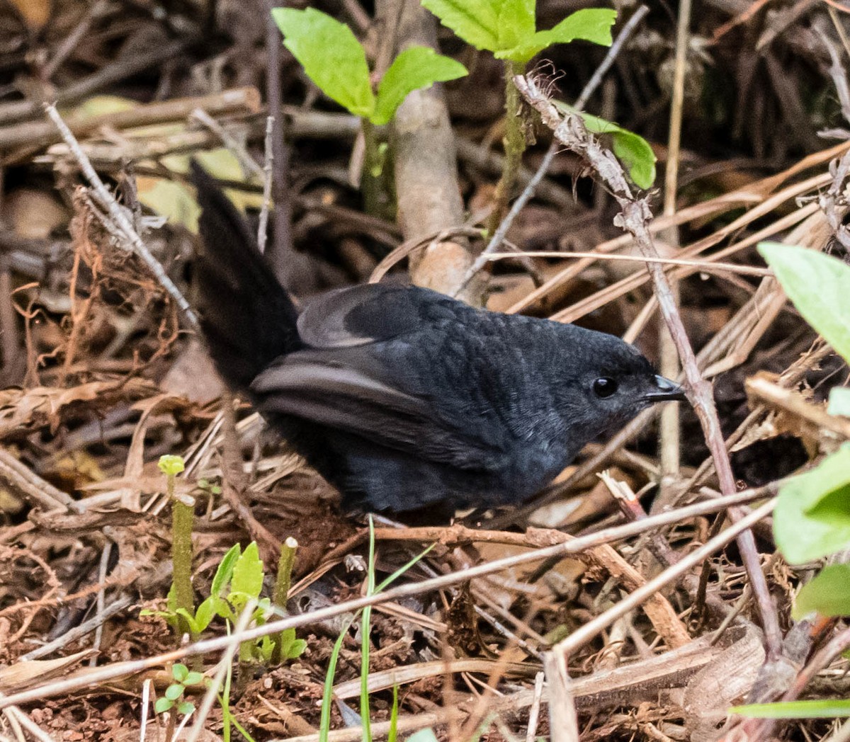 Marsh Tapaculo - ML191033321