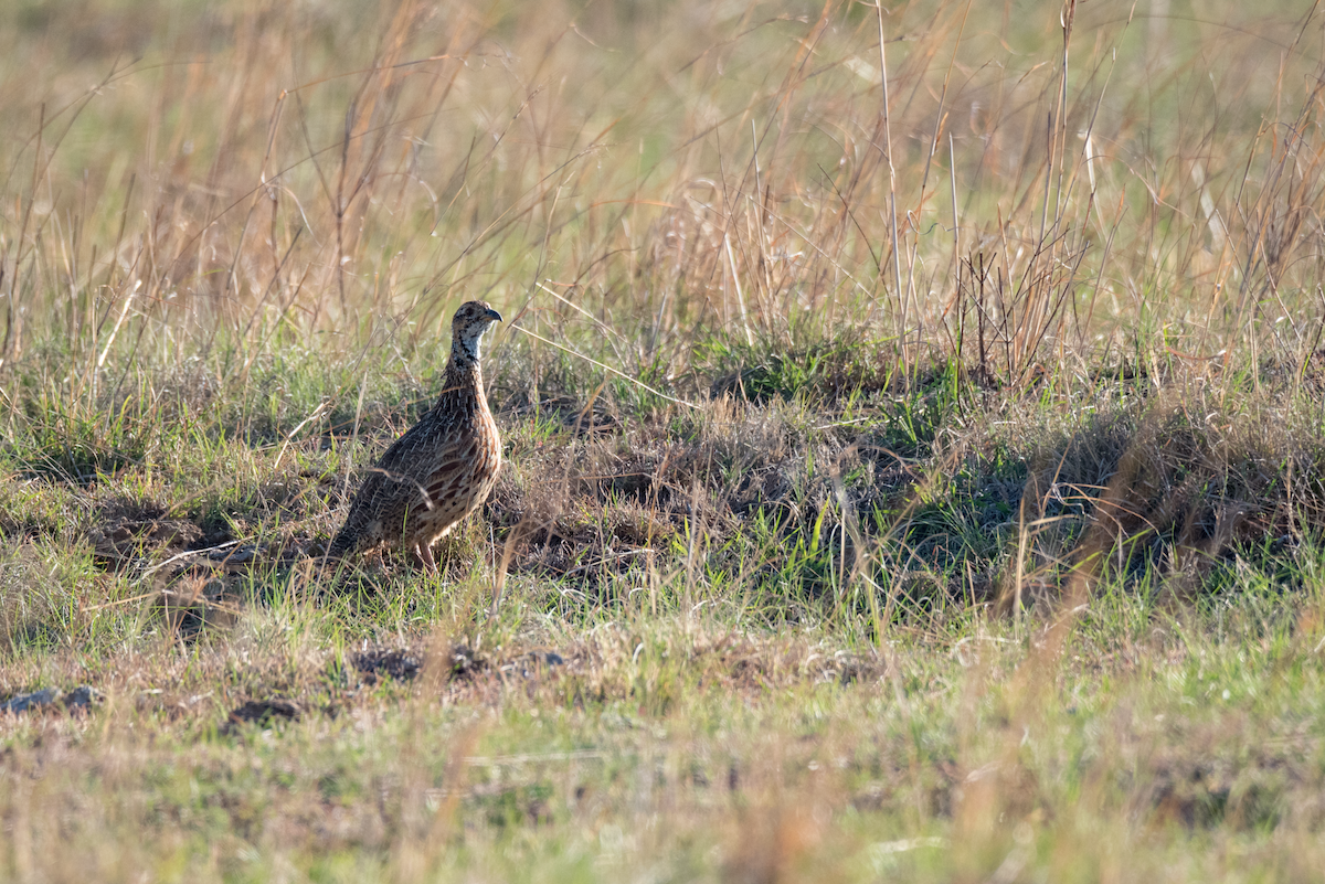 Orange River Francolin - ML191035541