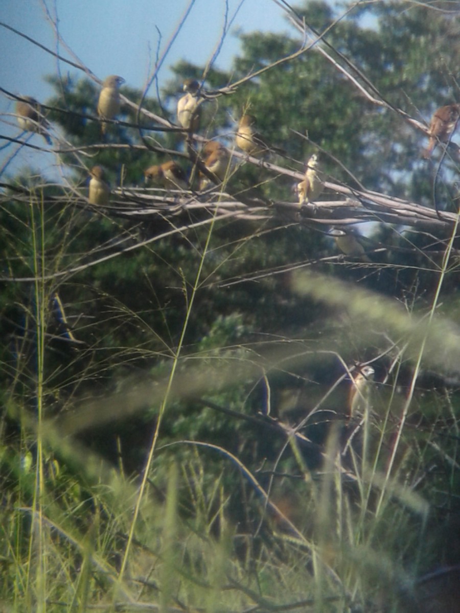 Tricolored Munia - ML191036101