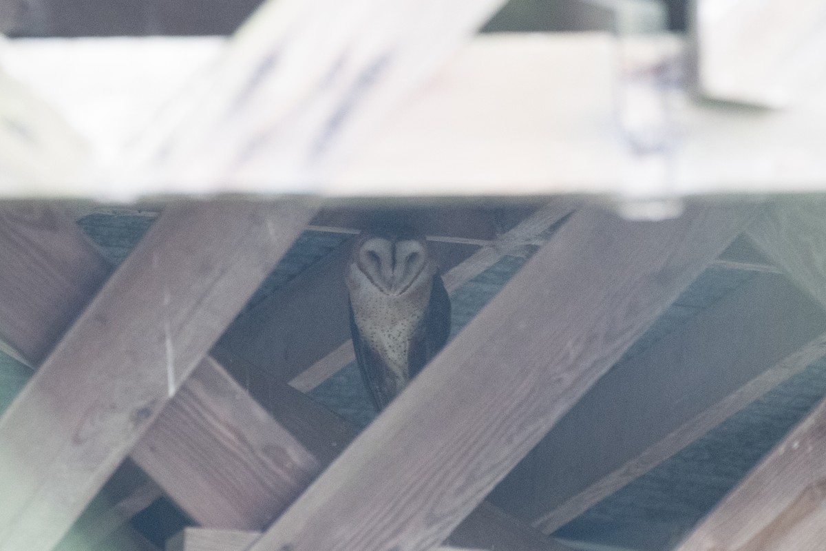 Barn Owl - ML191036571