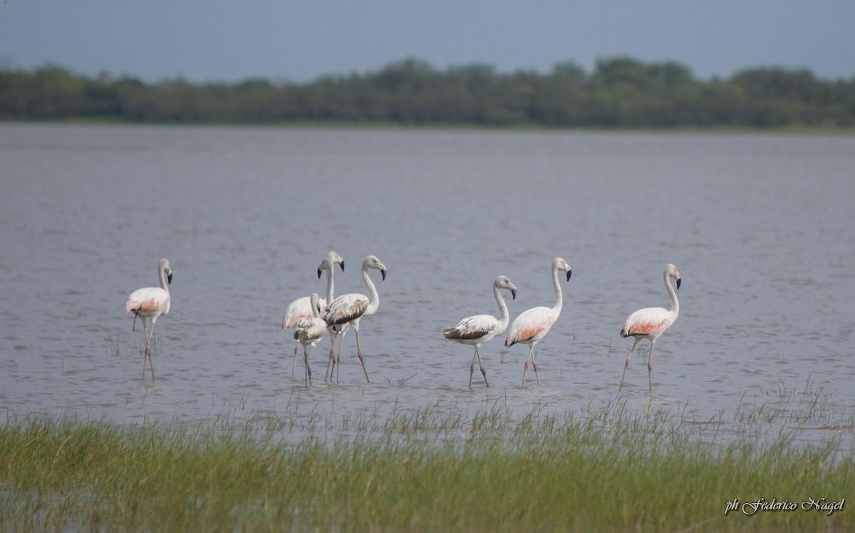 Chilean Flamingo - federico nagel