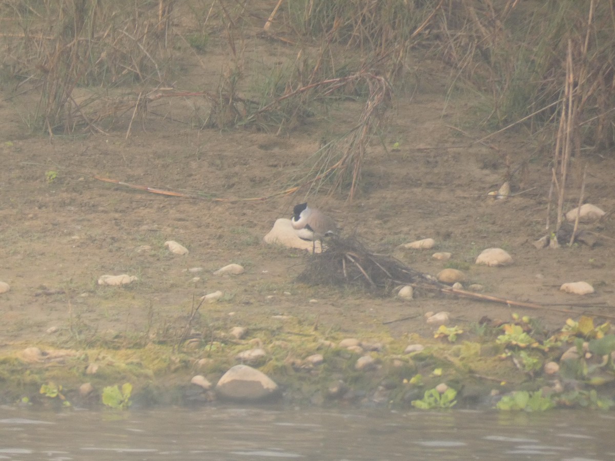 River Lapwing - ML191036871