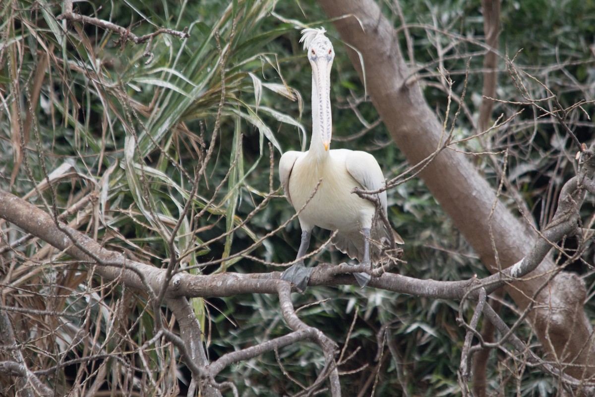 Spot-billed Pelican - Kalpapran  Patowary