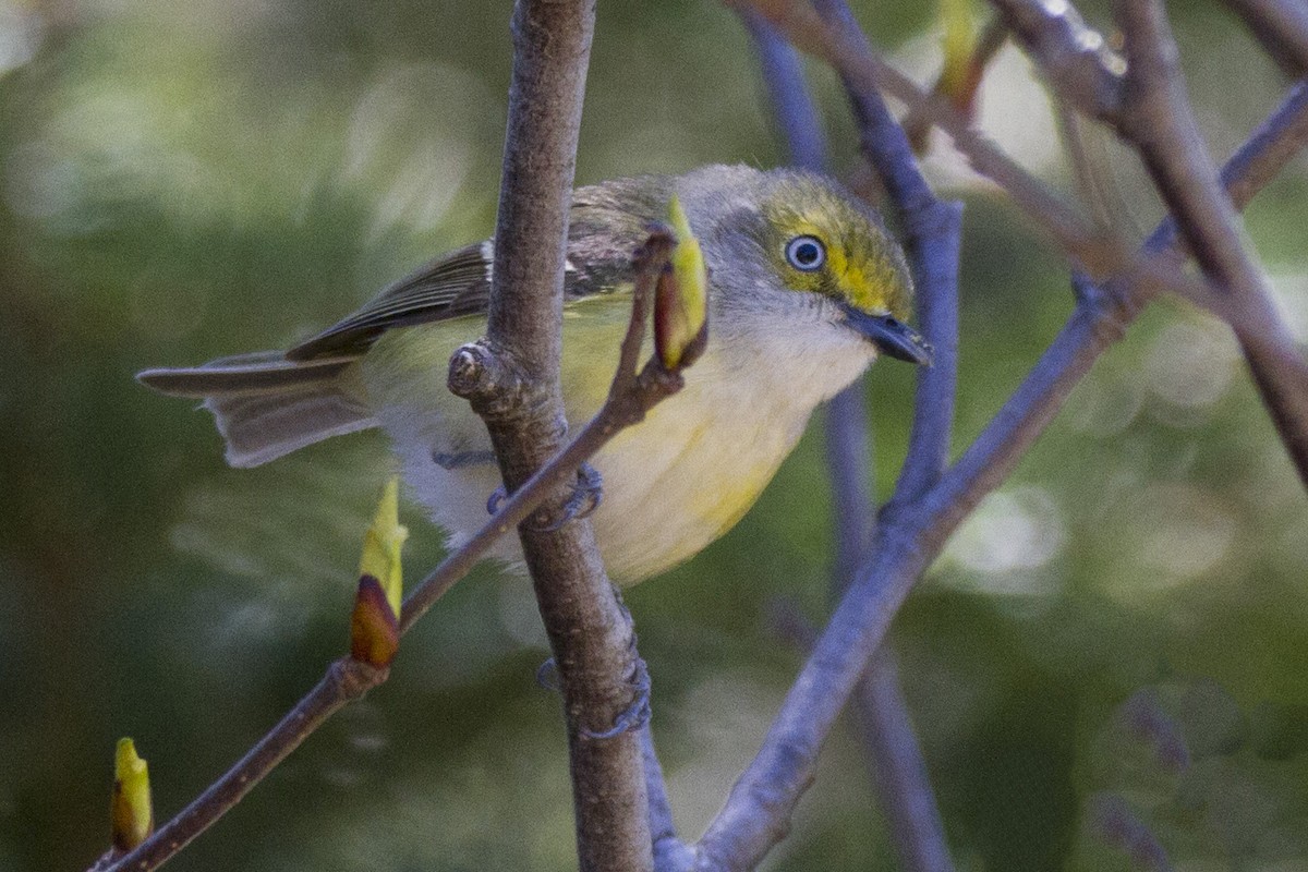 Ak Gözlü Vireo - ML191037841