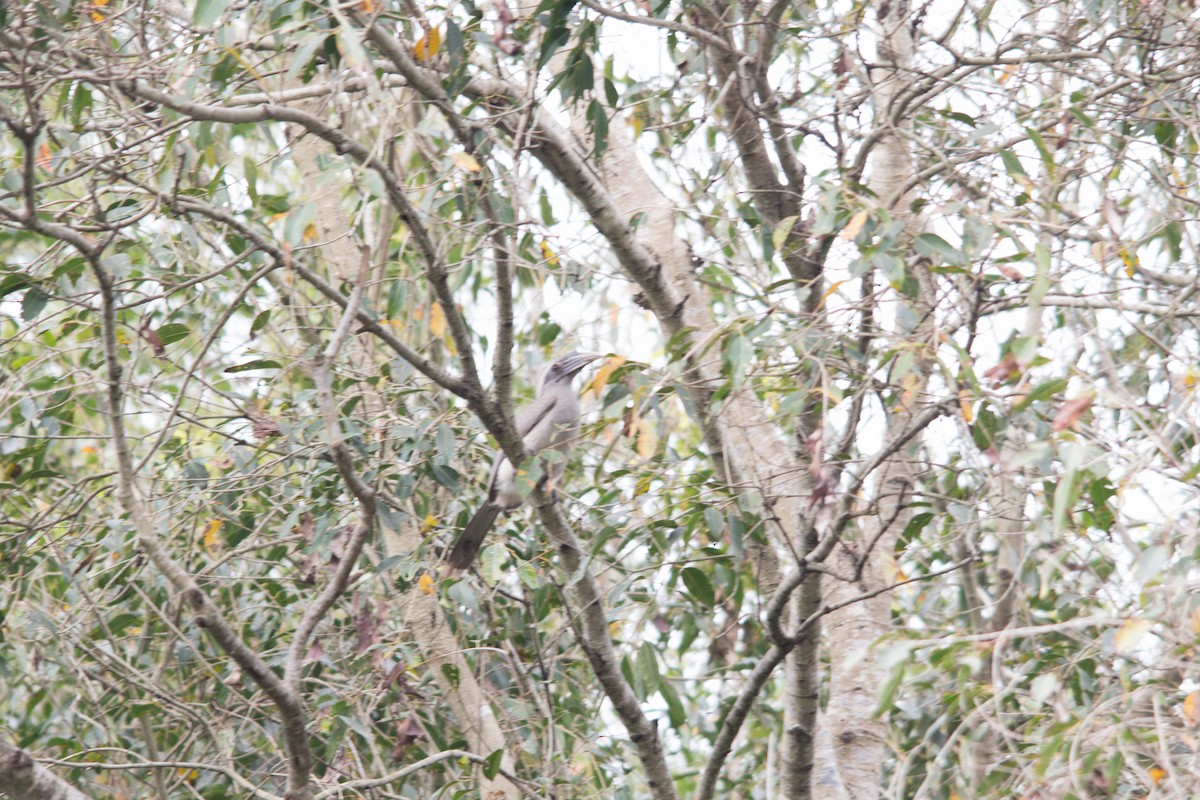 Indian Gray Hornbill - Kalpapran  Patowary