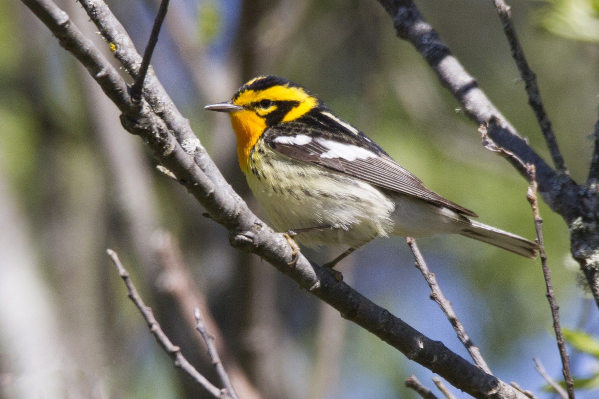 Blackburnian Warbler - ML191038961