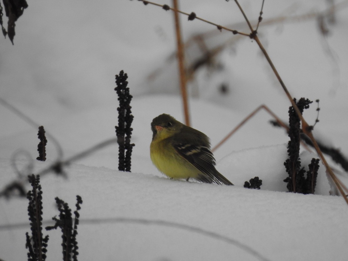 Western Flycatcher (Pacific-slope) - Cory Elowe