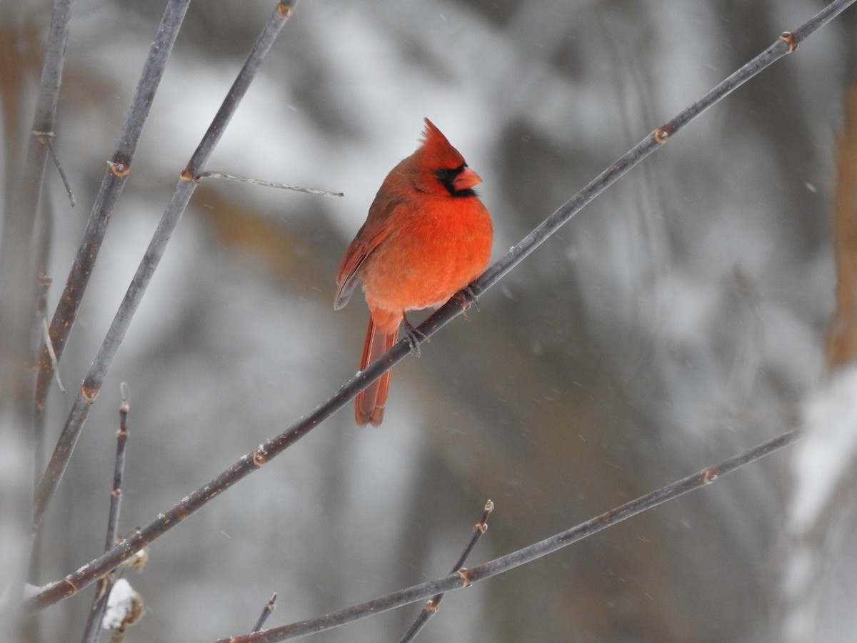 Cardinal rouge - ML191045671