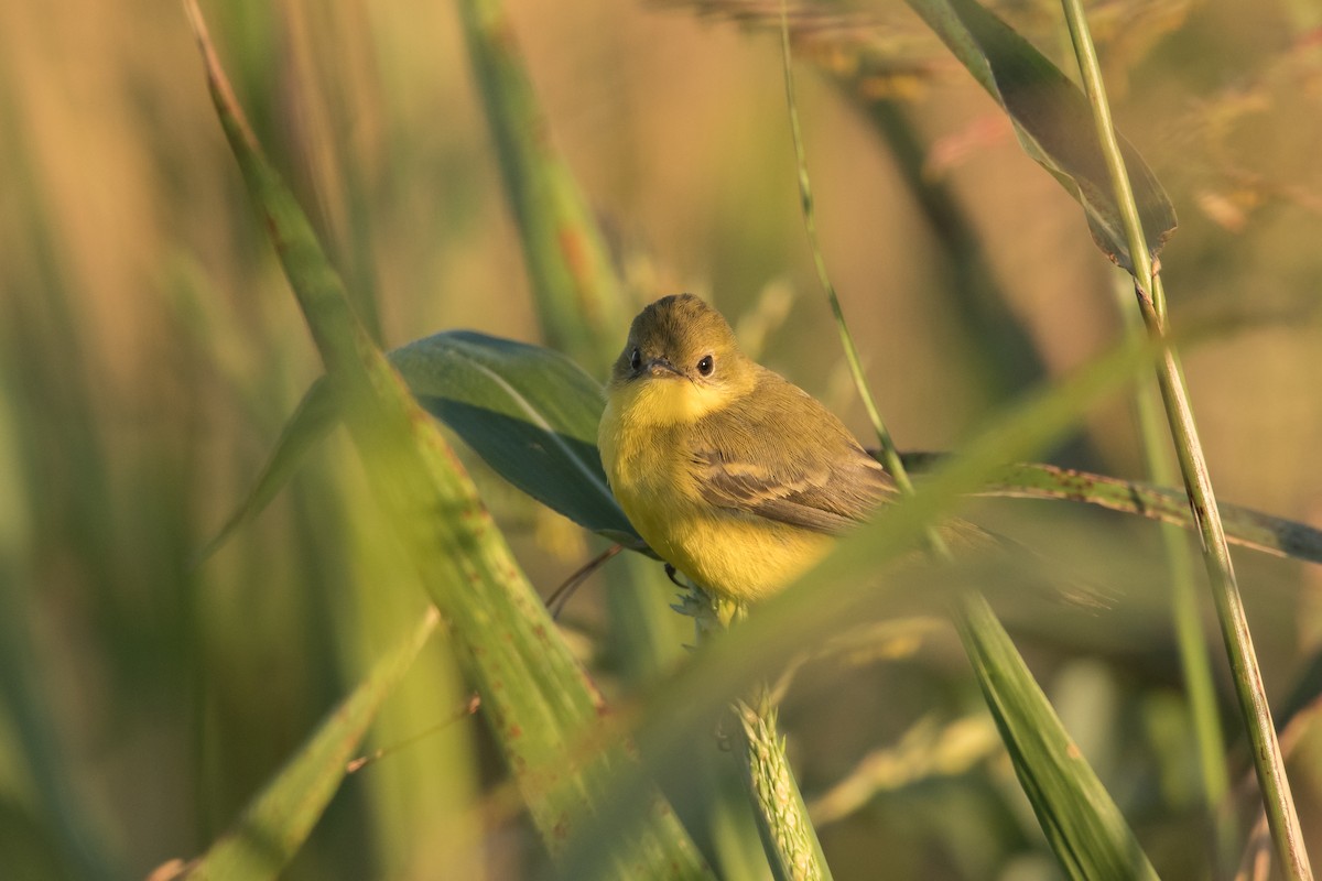 Subtropical Doradito - ML191045971