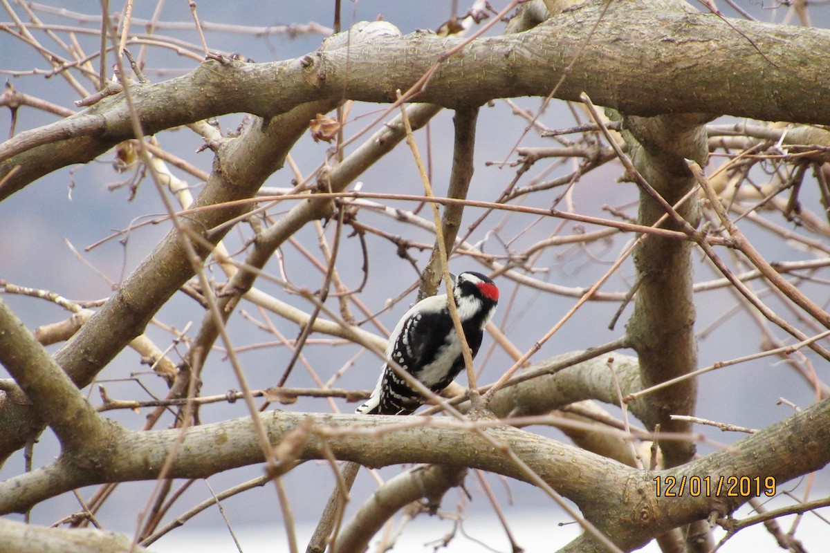 Downy Woodpecker - ML191046461