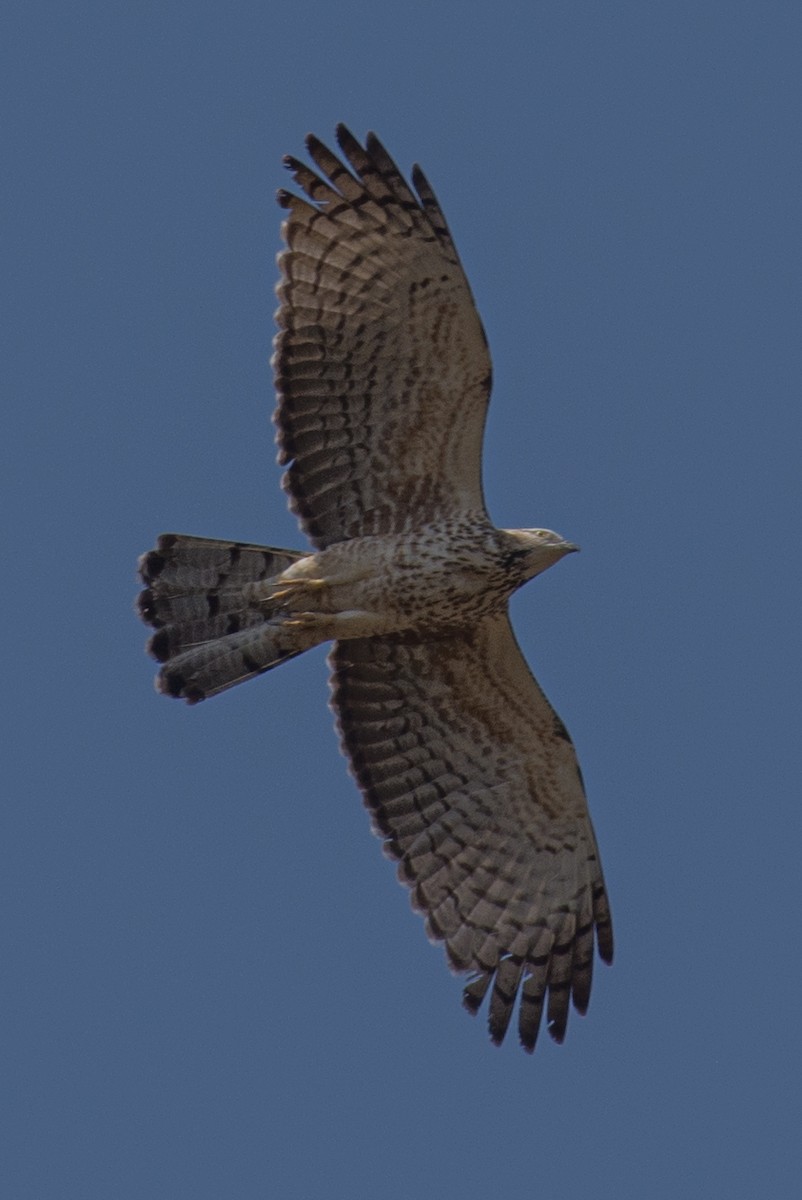 hawk sp. - ML191046911