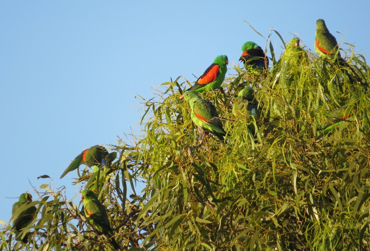 Red-winged Parrot - George and Teresa Baker