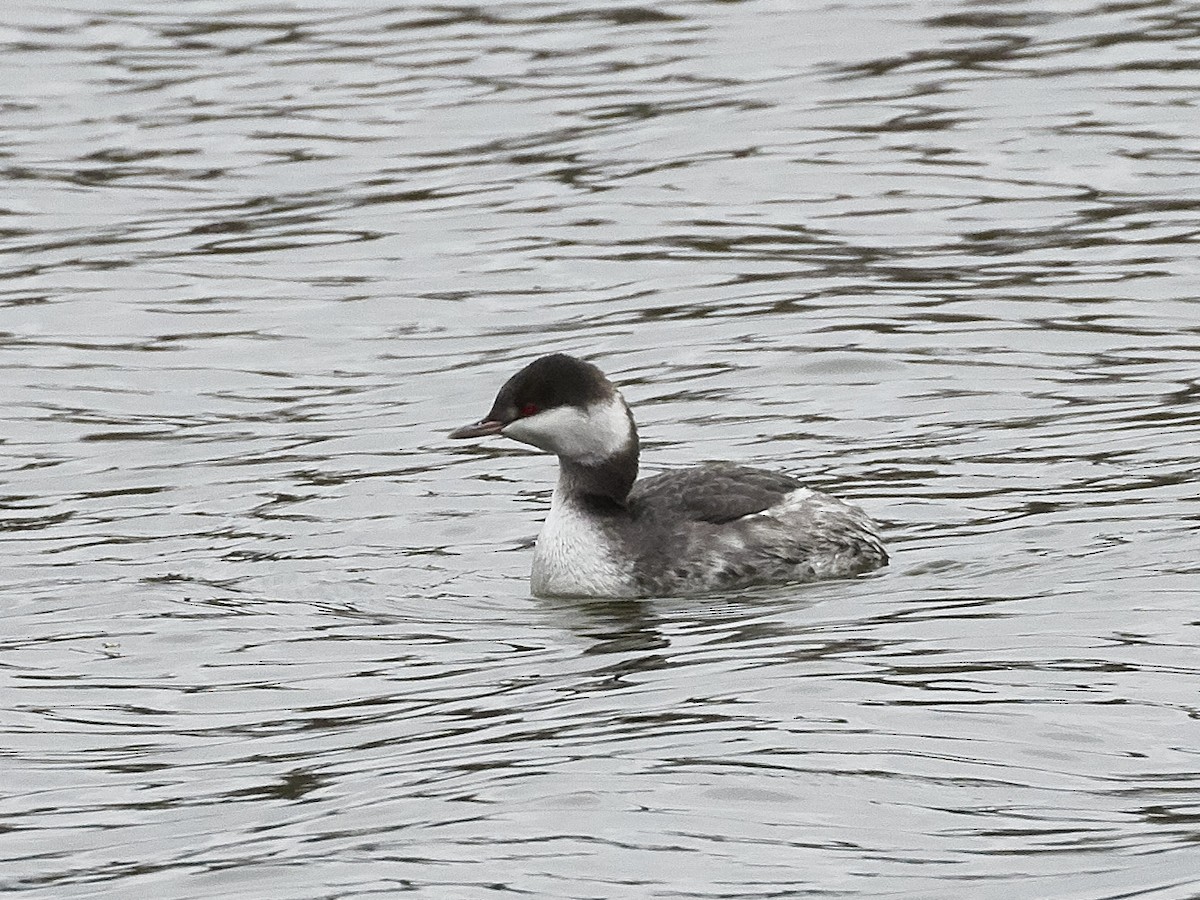 Horned Grebe - ML191049071