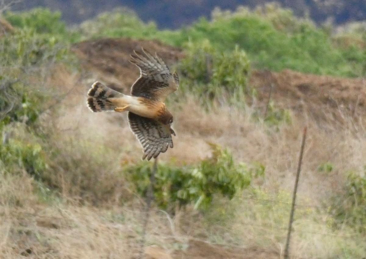 Northern Harrier - ML191050181