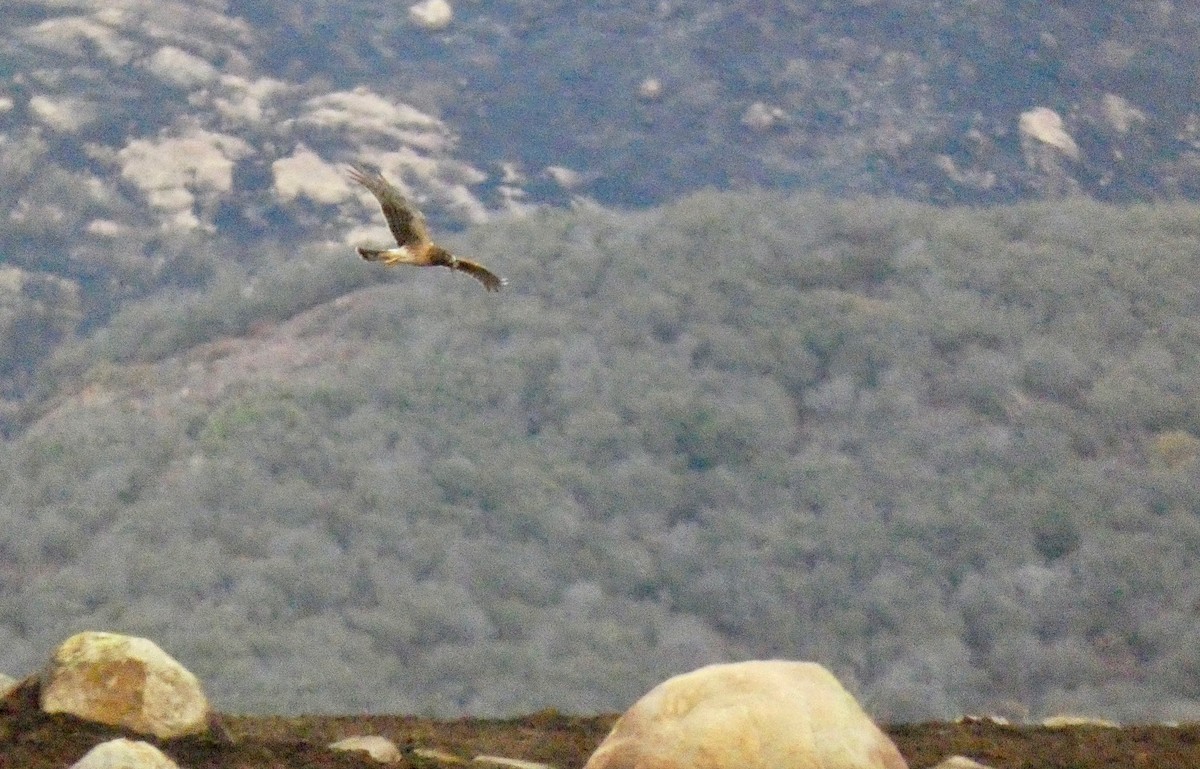 Northern Harrier - ML191050191