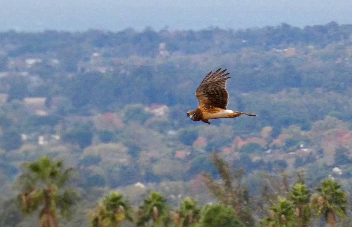 Northern Harrier - ML191050201