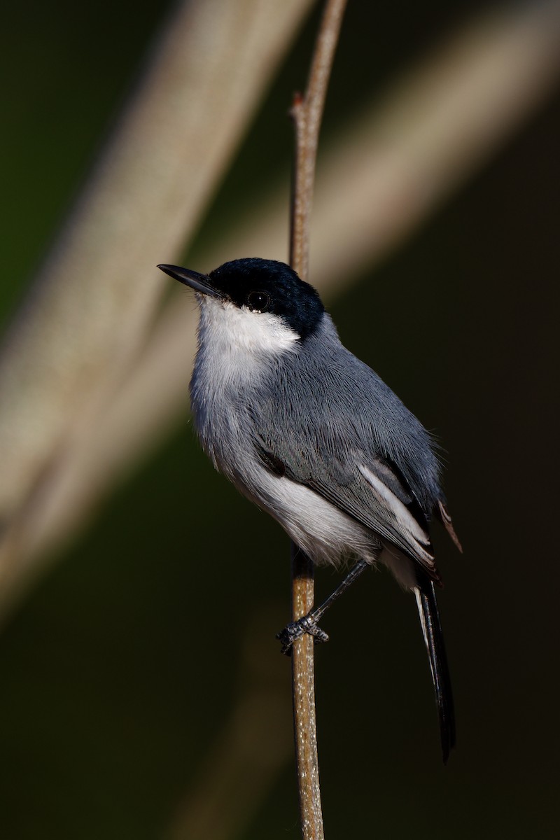 White-lored Gnatcatcher - ML191051591