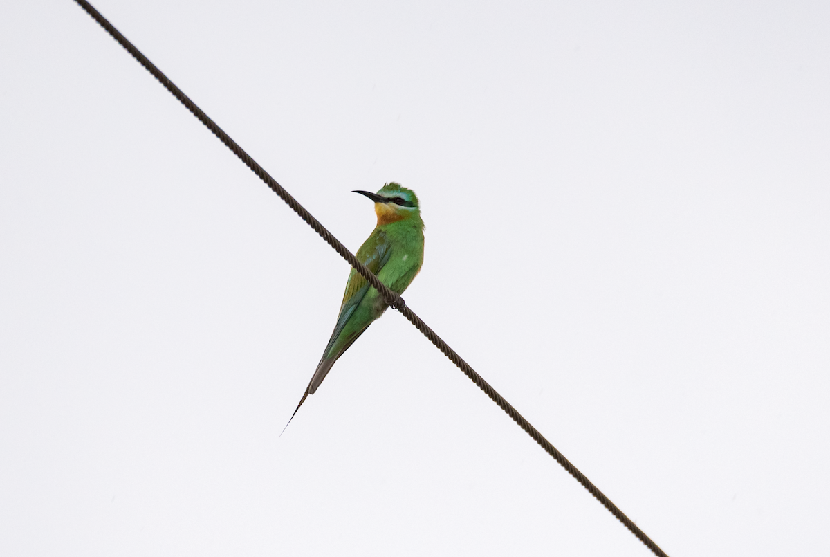 Blue-cheeked Bee-eater - ML191052401
