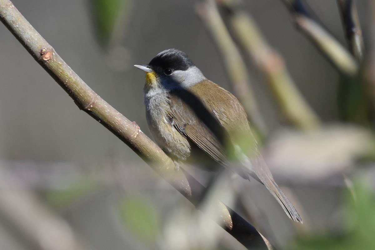 Eurasian Blackcap - ML191052471