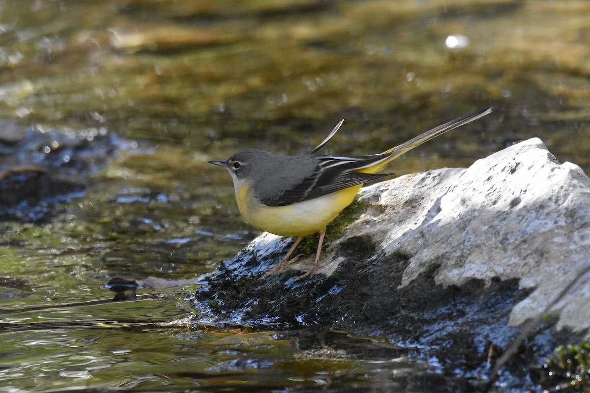 Gray Wagtail - ML191052541