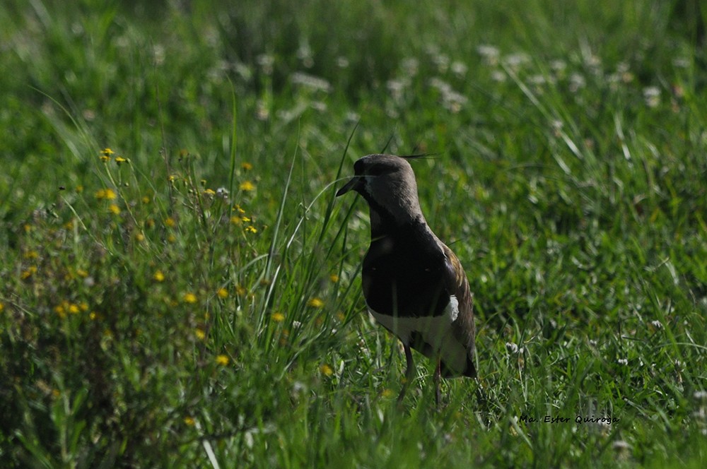 Southern Lapwing - ML191053221