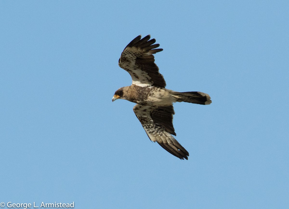 White-throated Caracara - ML191053891