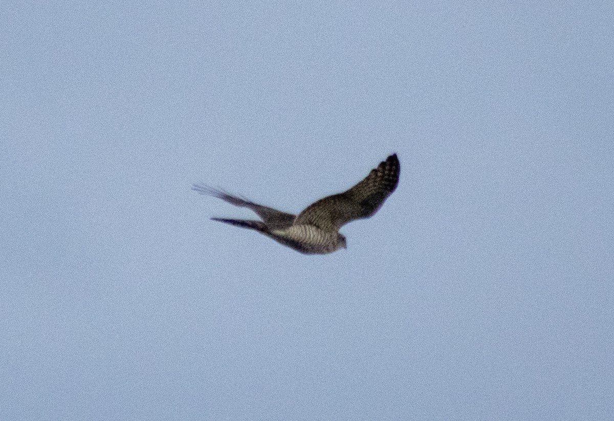 Eurasian Sparrowhawk - İrfan İlker  Özek