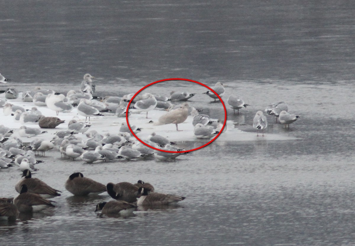 Glaucous Gull - ML191055401