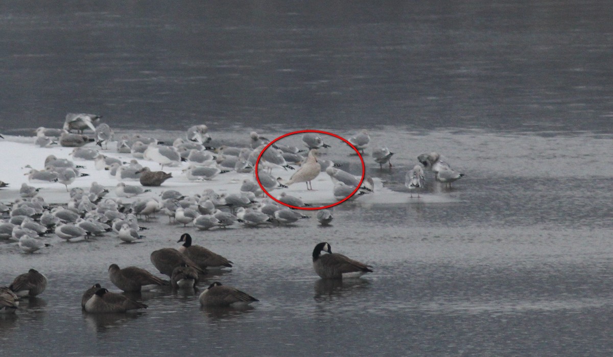 Glaucous Gull - Tom Beeke