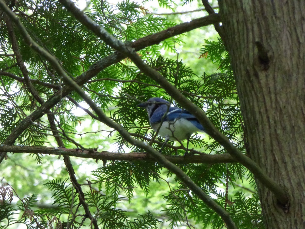 Blue Jay - ML191056301