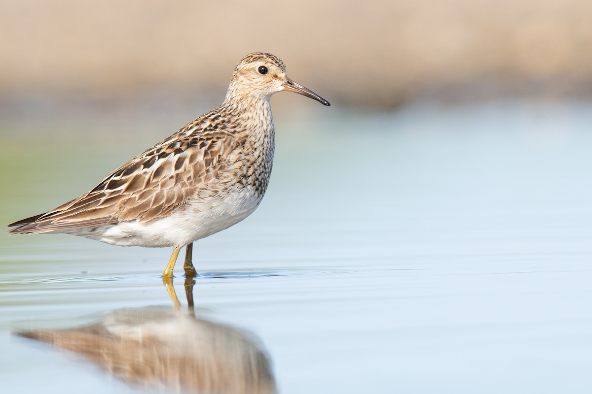 Pectoral Sandpiper - Matthew Bell