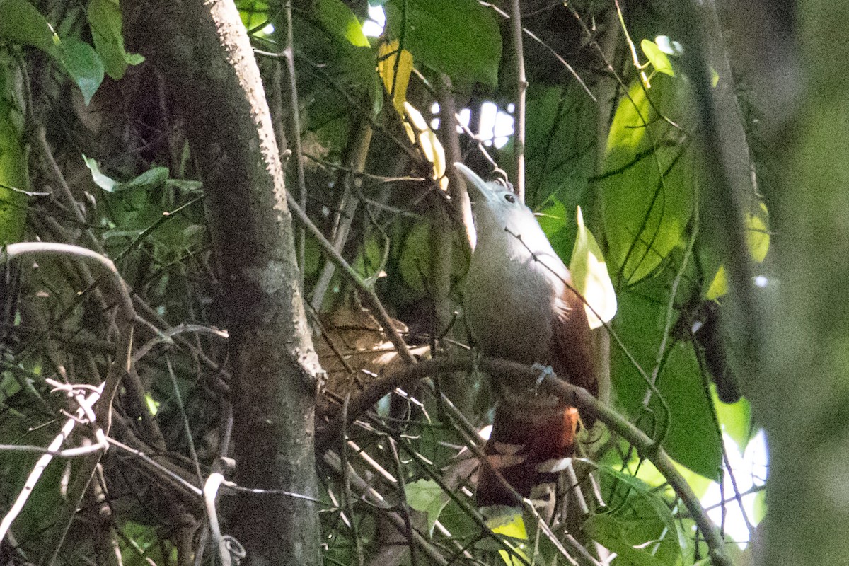 Raffles's Malkoha - ML191056841