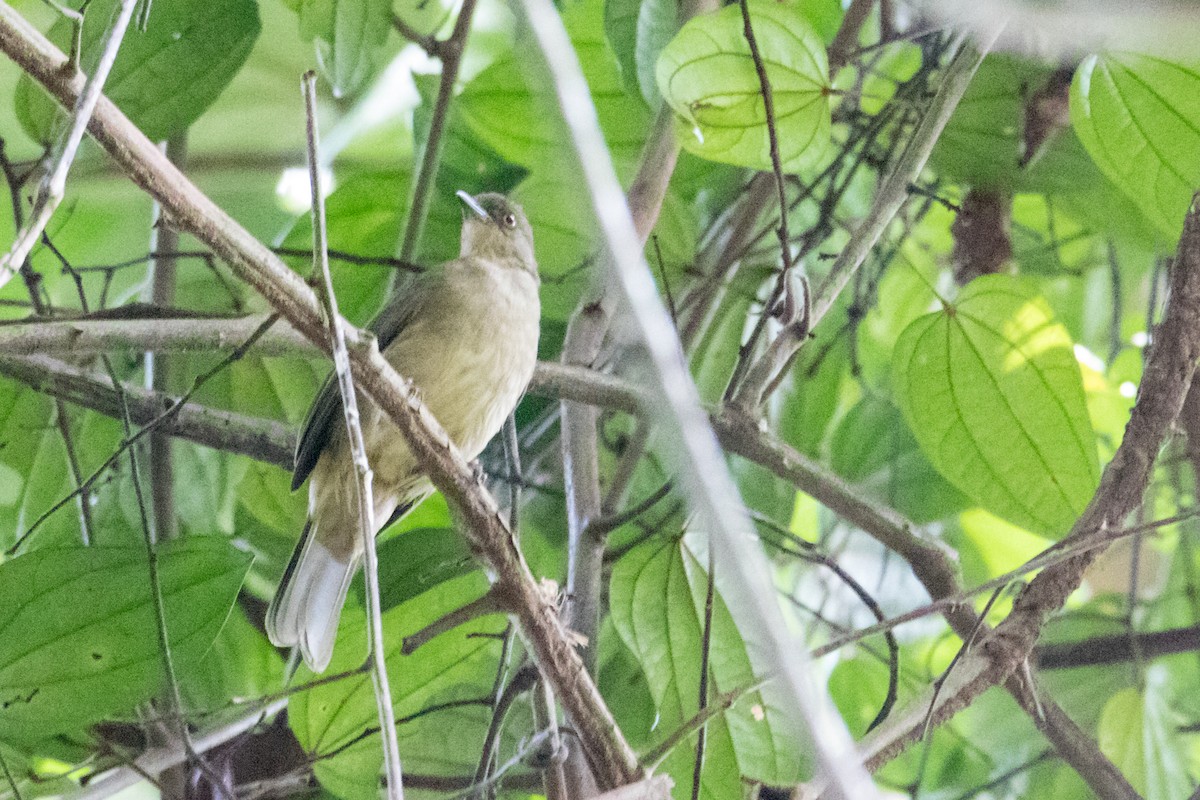 Cream-vented Bulbul - ML191056871