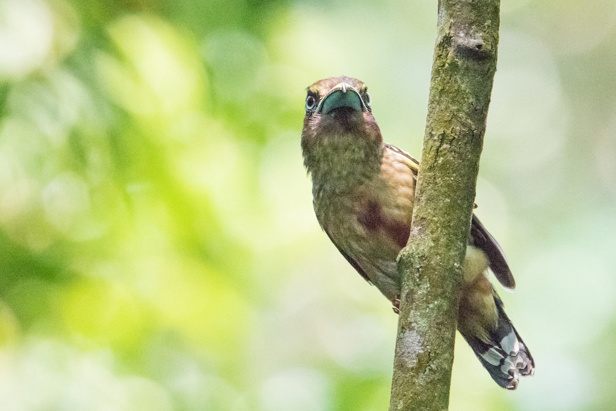 Banded Broadbill - ML191056921